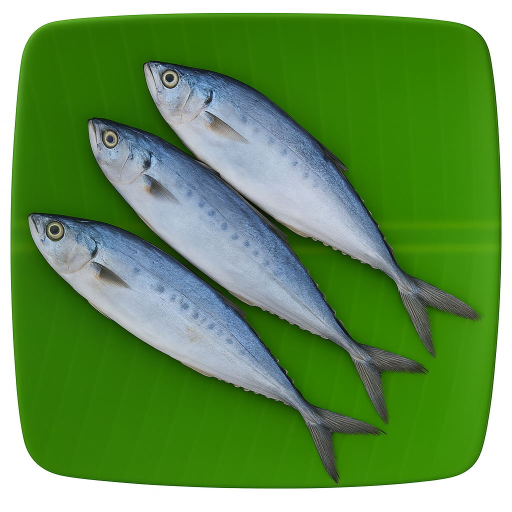 Queen Fish | Leather Skin Fish | Kattaa | Thol Paarai | பாரை-Medium